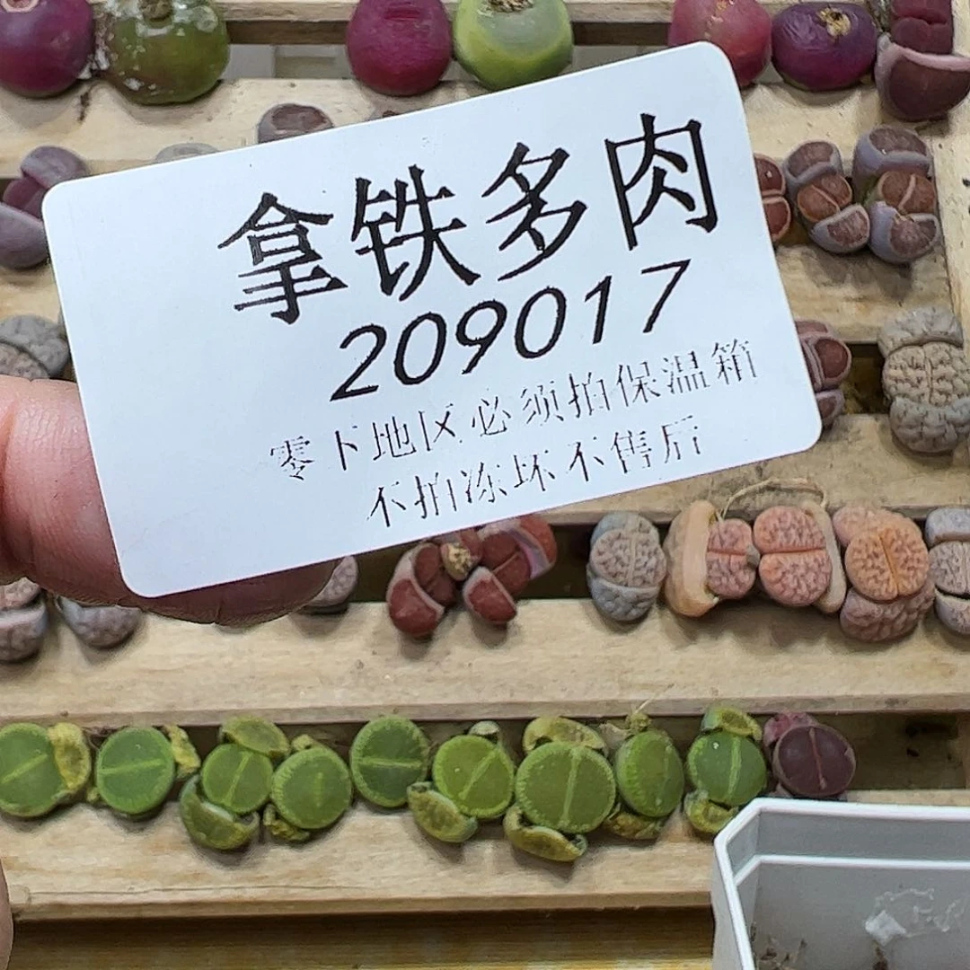 叁**呀209017/拿铁多肉植物馆