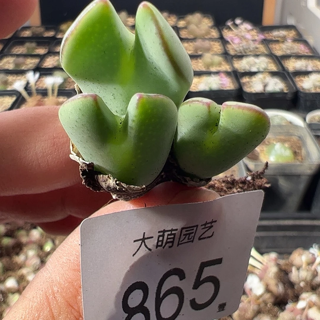 一物一拍。        865