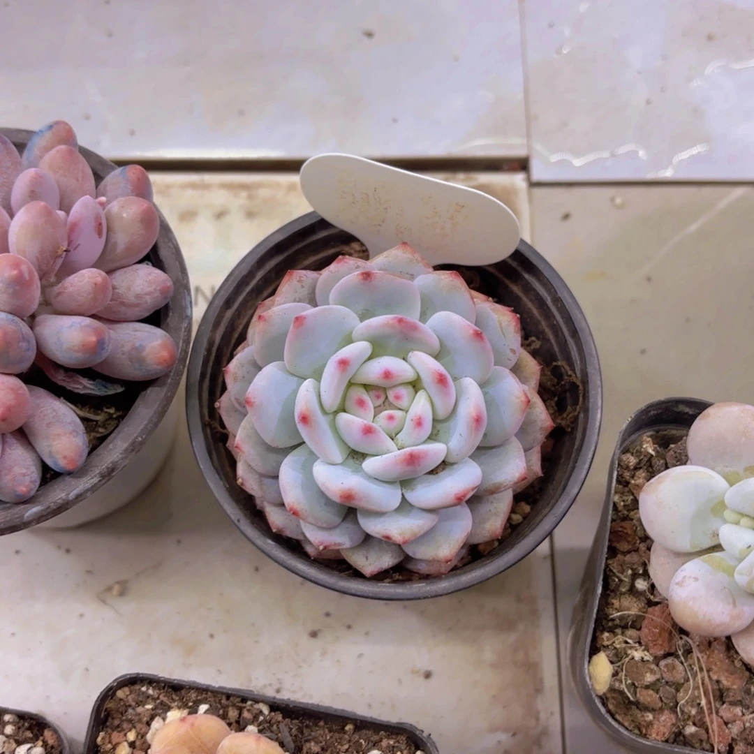 ?**?我的小可爱们都好可爱