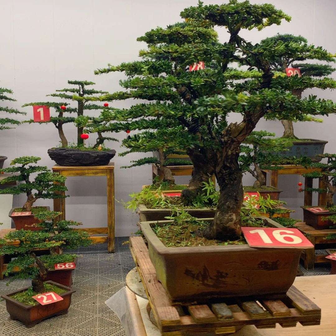 完全开放罗汉松盆景一对