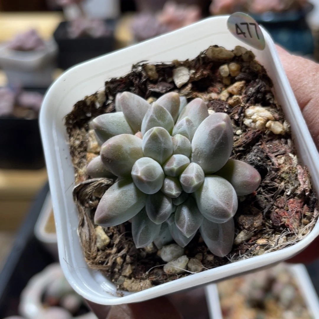 乌拉克拉缀化多肉植物