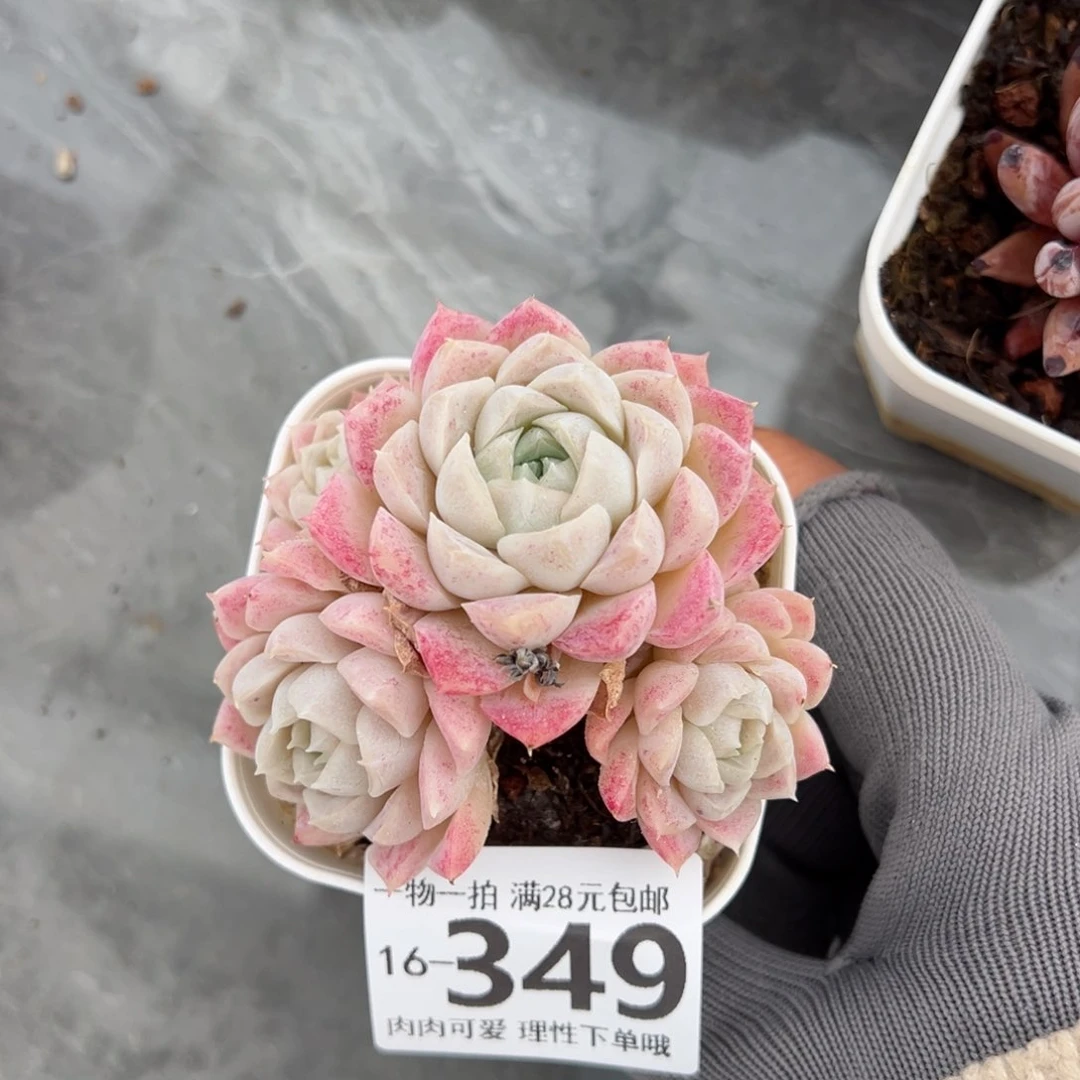 奶油美人多肉多肉多好