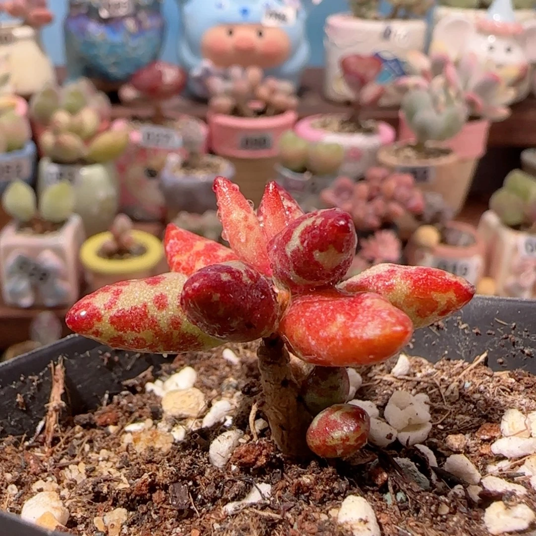 可爱梅花鹿 盆口3cm