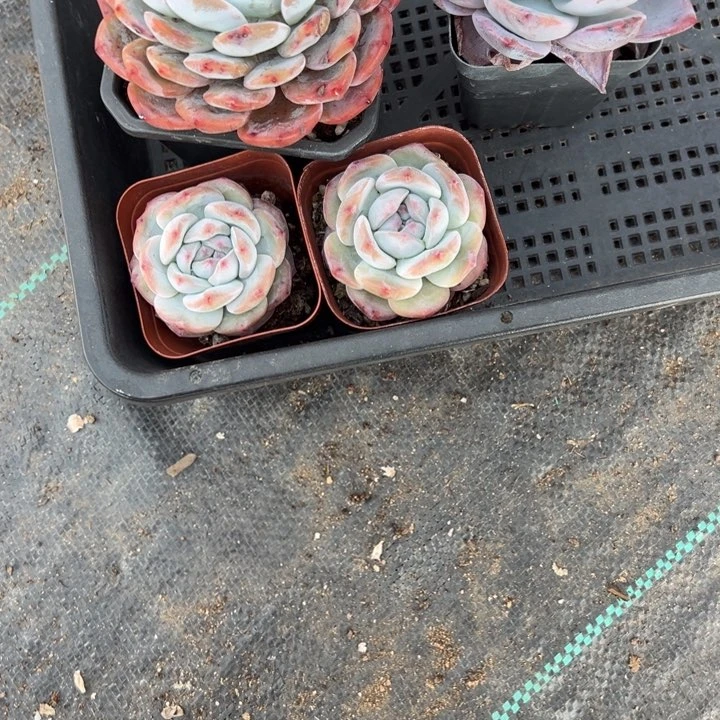 橙子一物一拍专拍