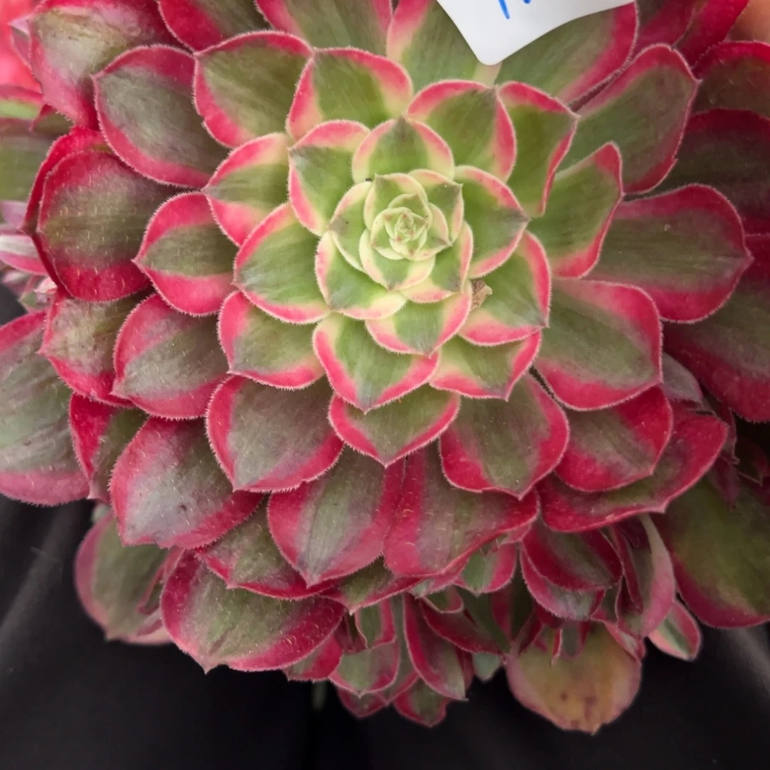 130半套荔枝无根多肉多肉