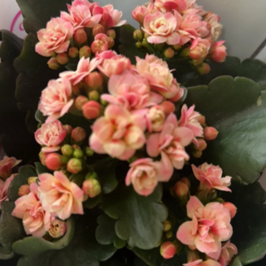 (复色猫眼110盆）粉复色猫眼稀缺品种 精品长寿 室内懒人花盆栽