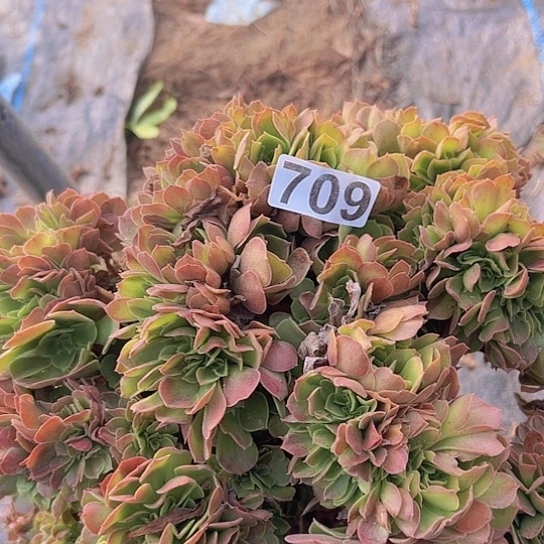 余***费多肉植物一个玫瑰