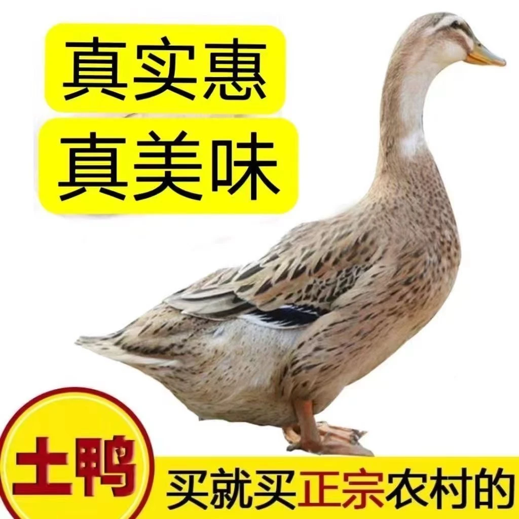 【顺丰冷链】四只鸭子农家放养土鸭麻鸭批发家庭无掌无翅无内脏