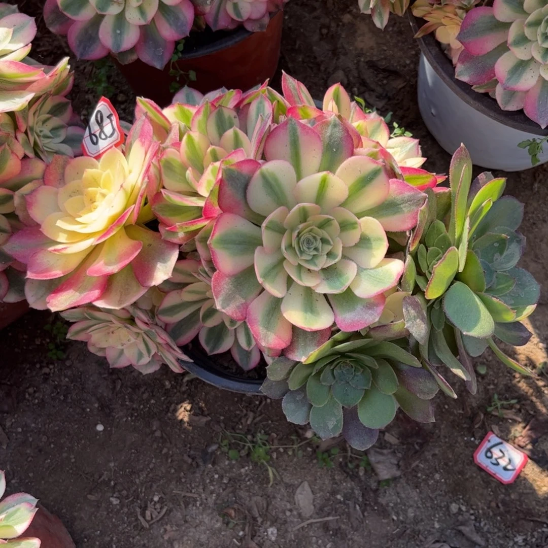 685多肉植物荔枝朵朵阴阳砍过