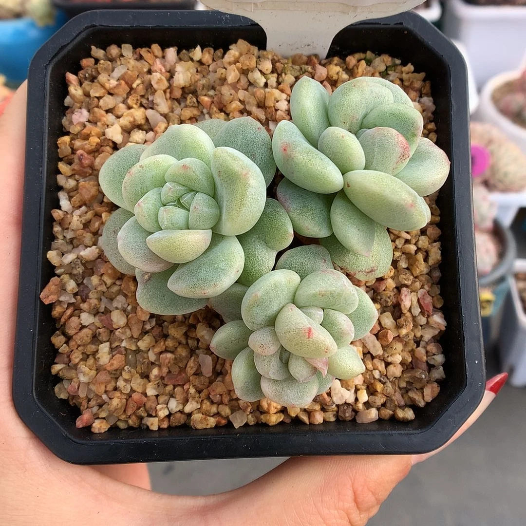 222四头冰玉石化多肉植物