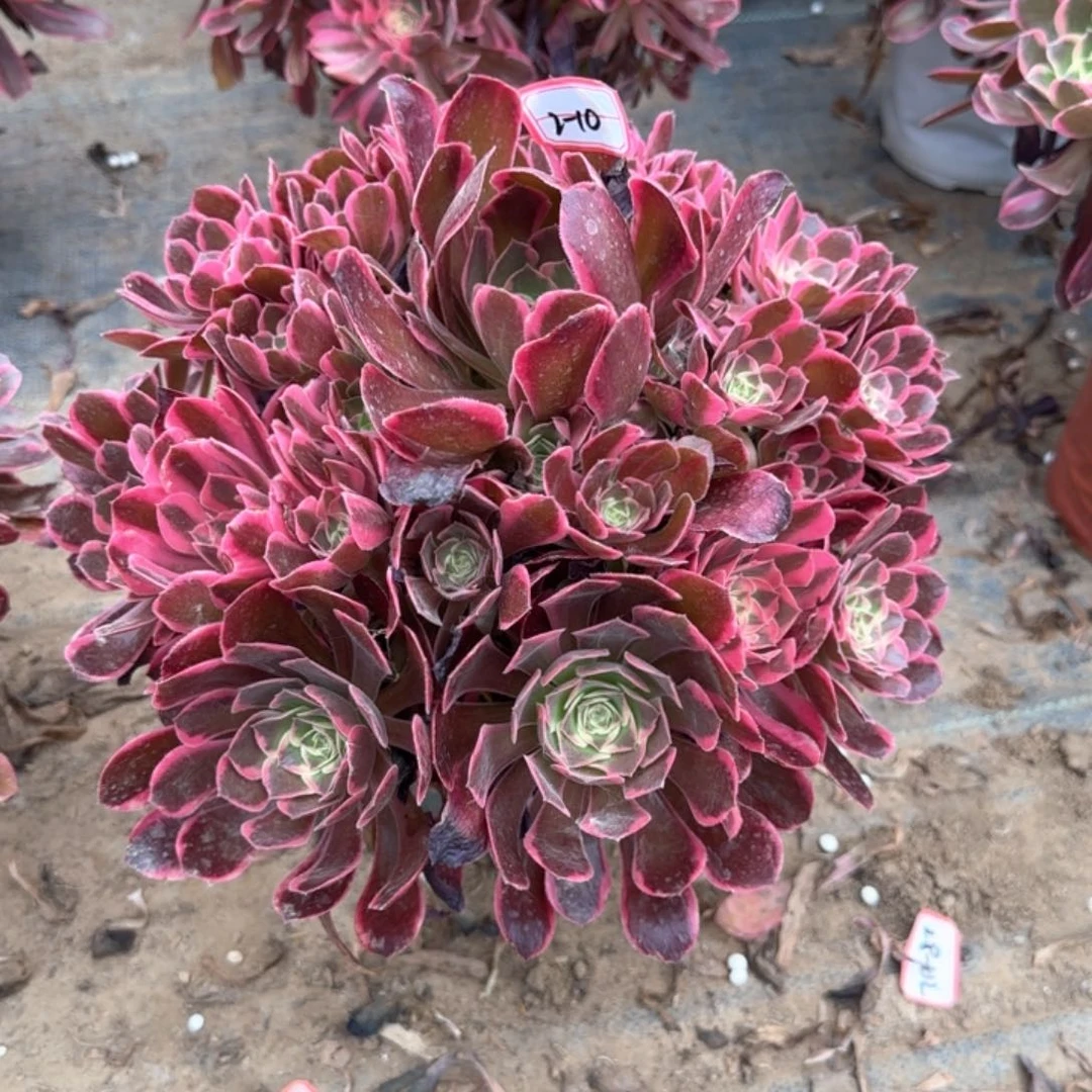 2-10皇后多肉植物