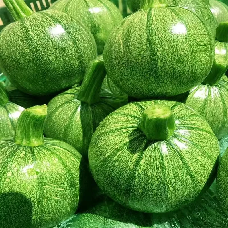 【精选果现摘现发】小圆瓜西葫芦 清淡微甜西葫芦 新鲜嫩果产地直发