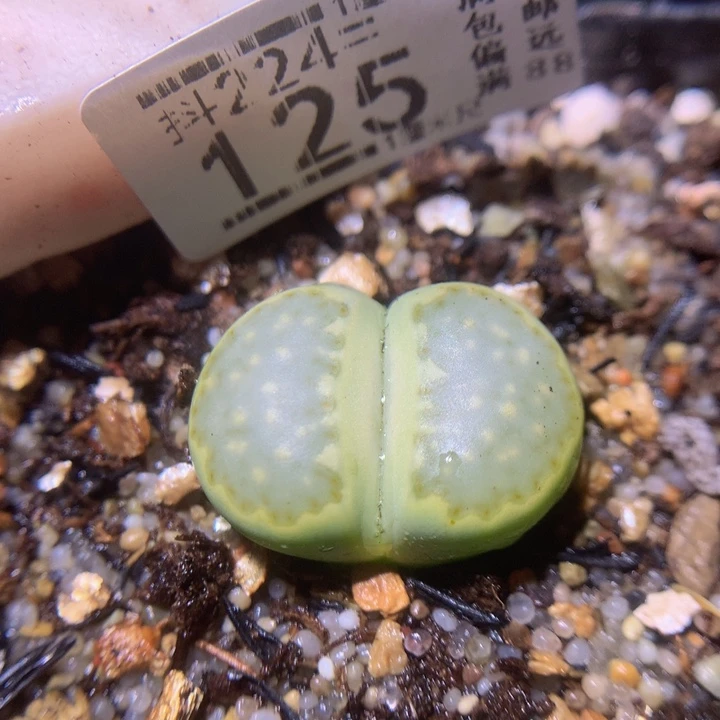 精品生石花224.125
