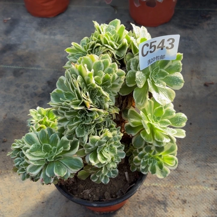 瑞妈多肉园艺，543.