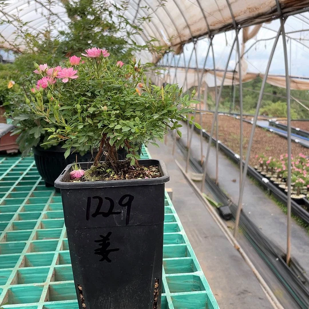 姜***姜完全开放原生提根瑾荷