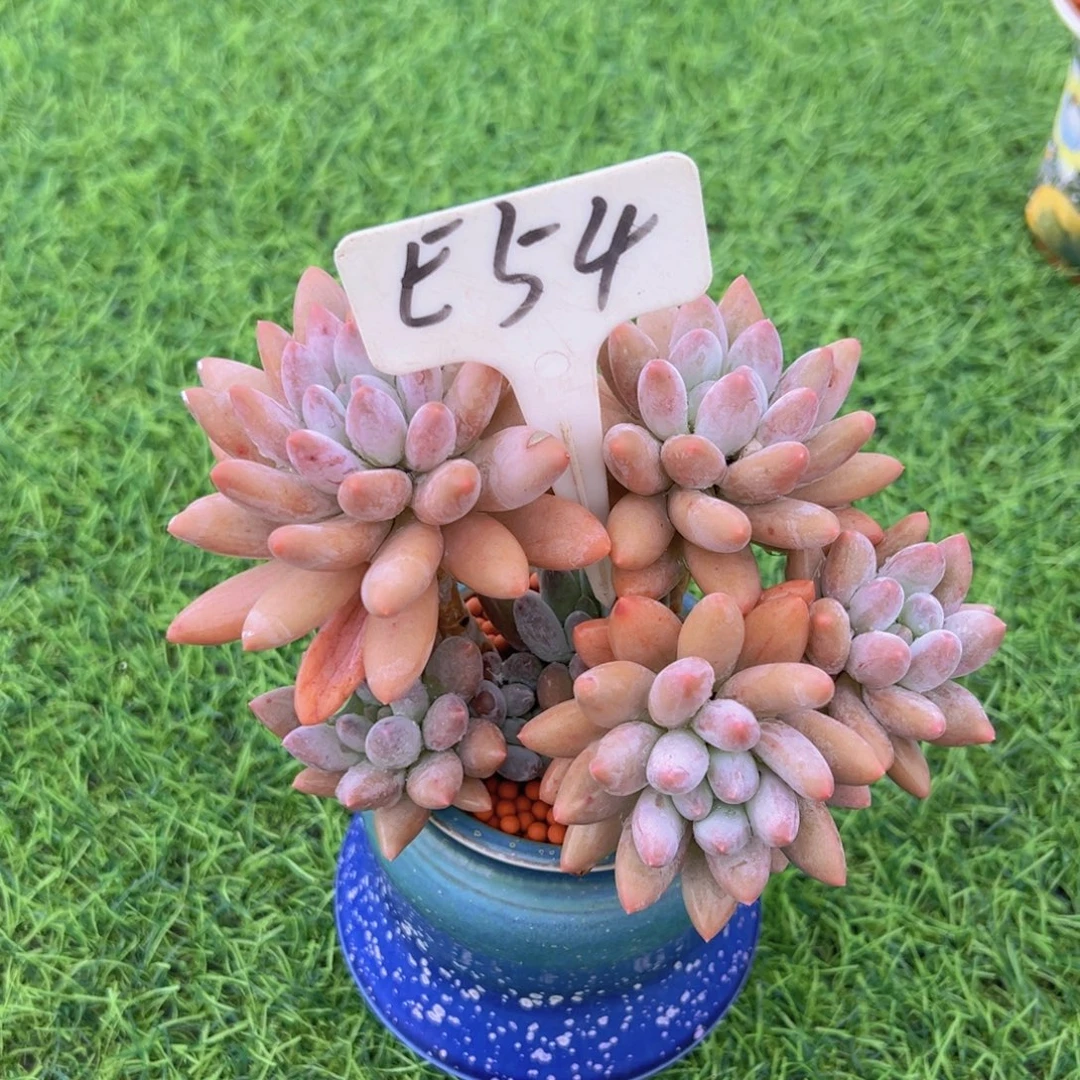 玫***瑰多肉植物的生长发育与