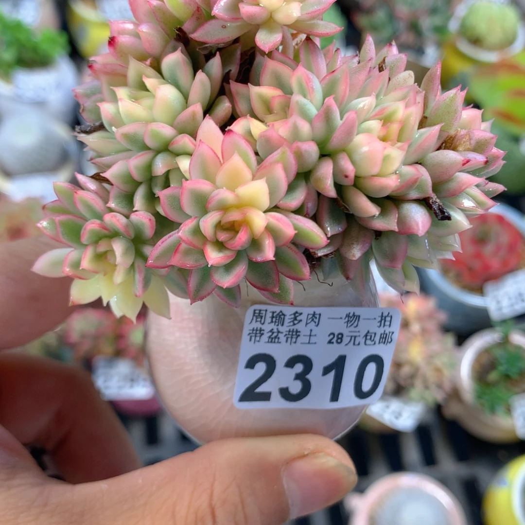 精控多肉植物2310