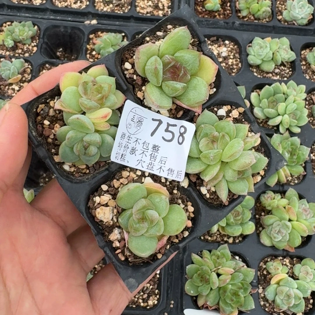 如图758玉鸾珍妮一份不售后