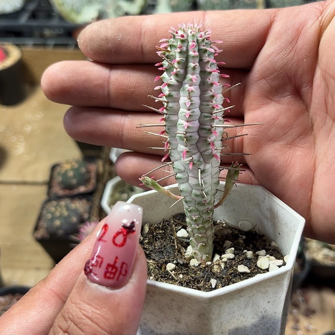 白桦麒麟单头发货单头