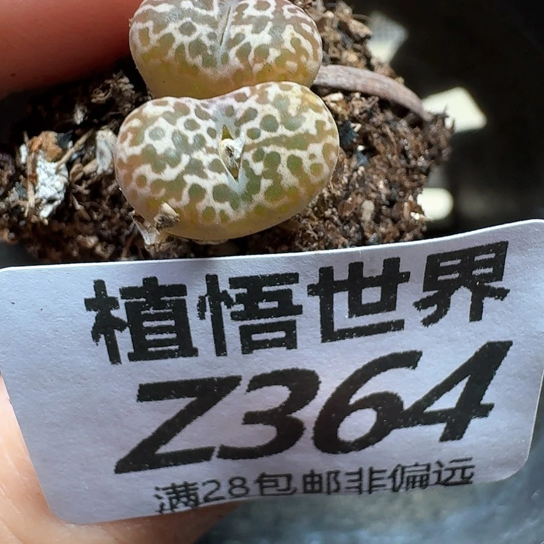 多肉植物的人生fgh