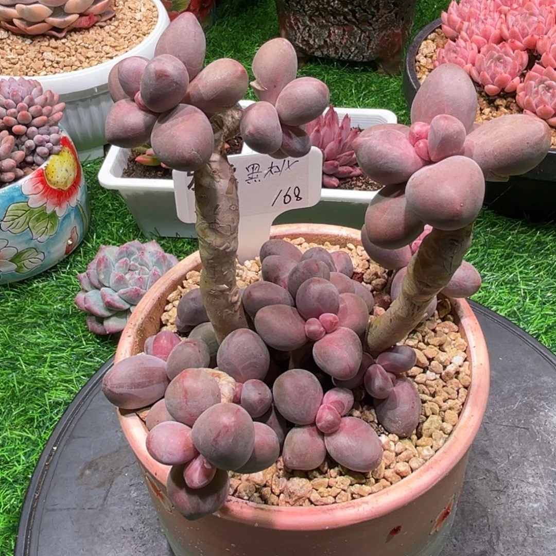 黑桃，一物一拍，不含盆