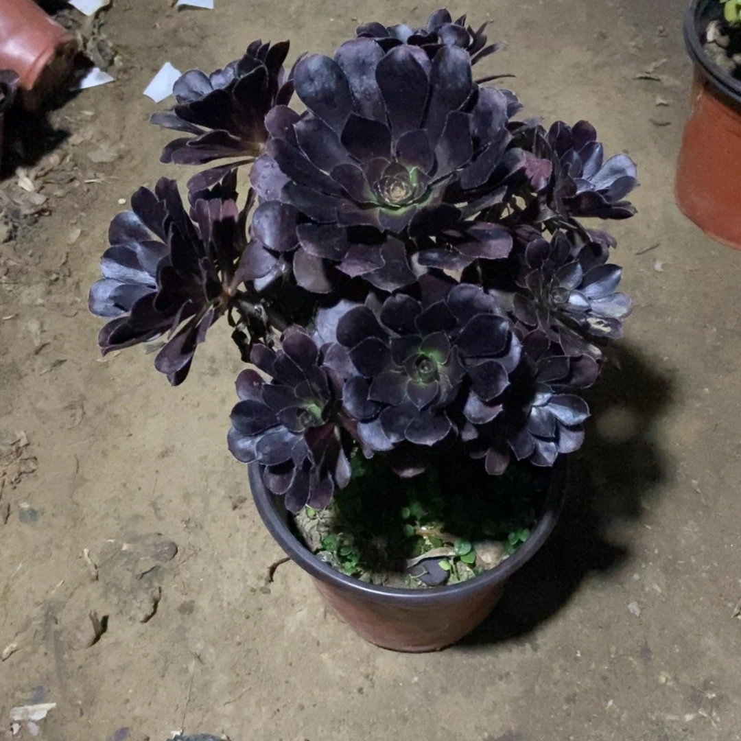 无花朵40号链接原液黑法师