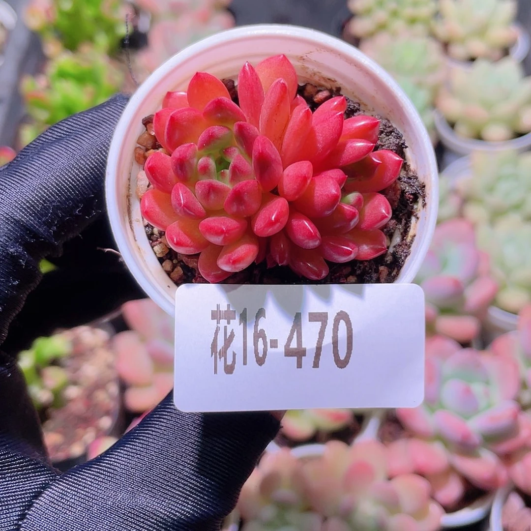 花利美16-470红宝石