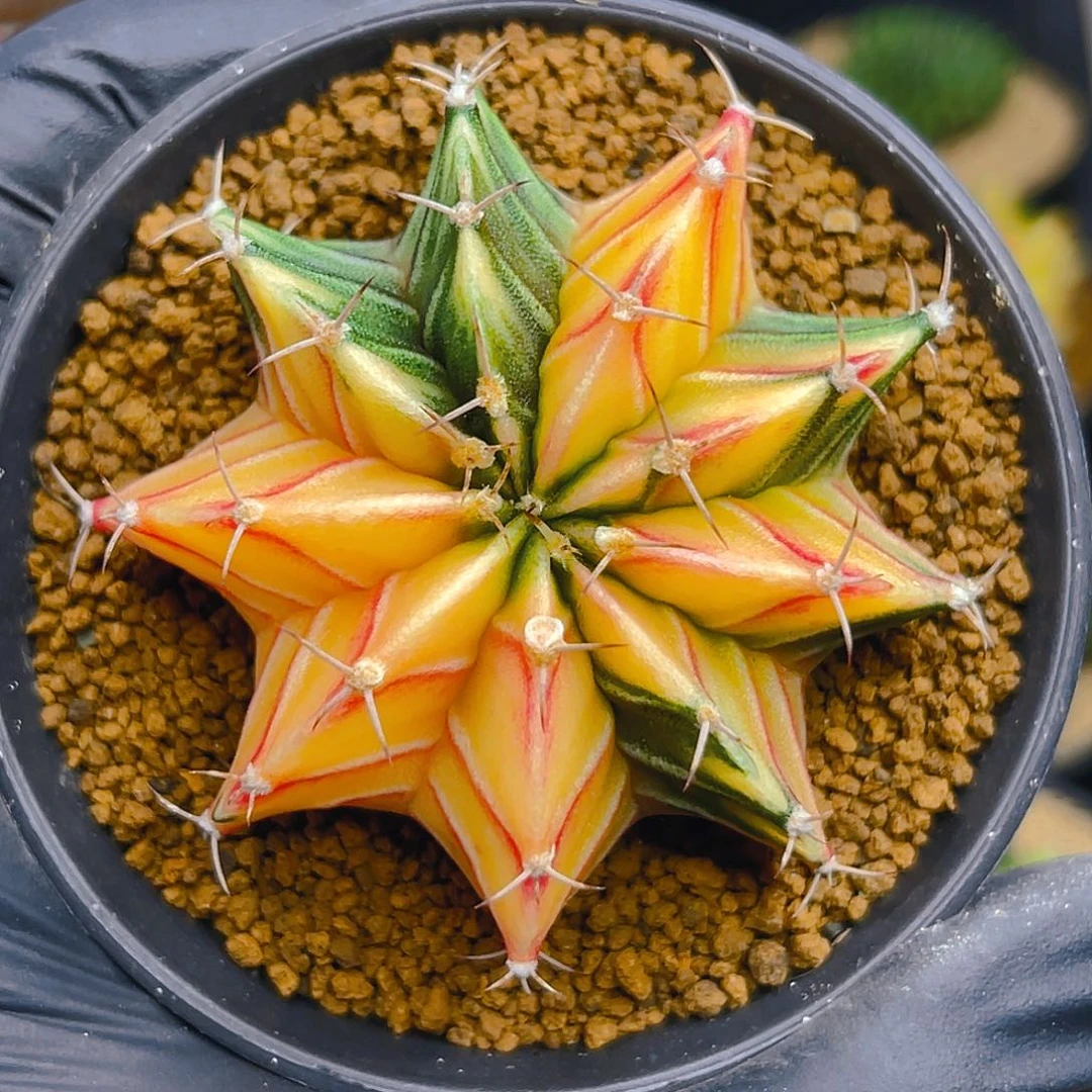 米哈洛维奇011 实生 肋骨锦5.5公分