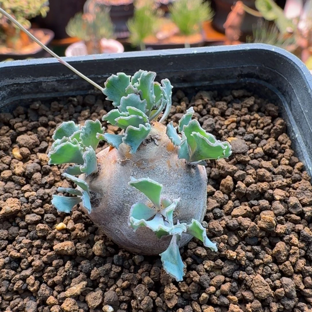 格加厚墩菊143(产地)