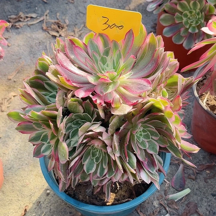 300一颗孔雀翎法师