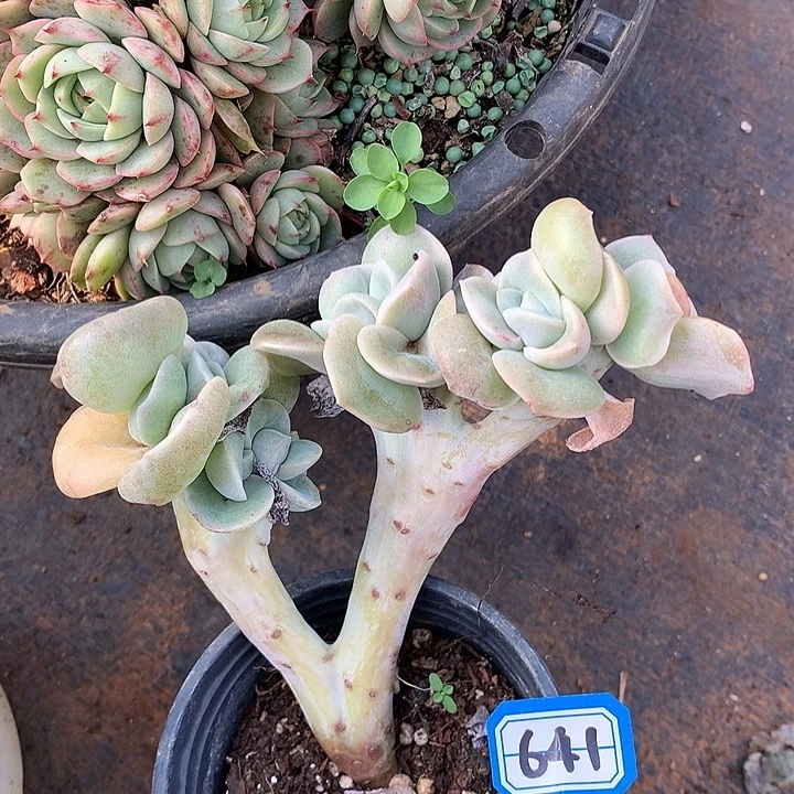 641可爱玫瑰一物一拍多肉