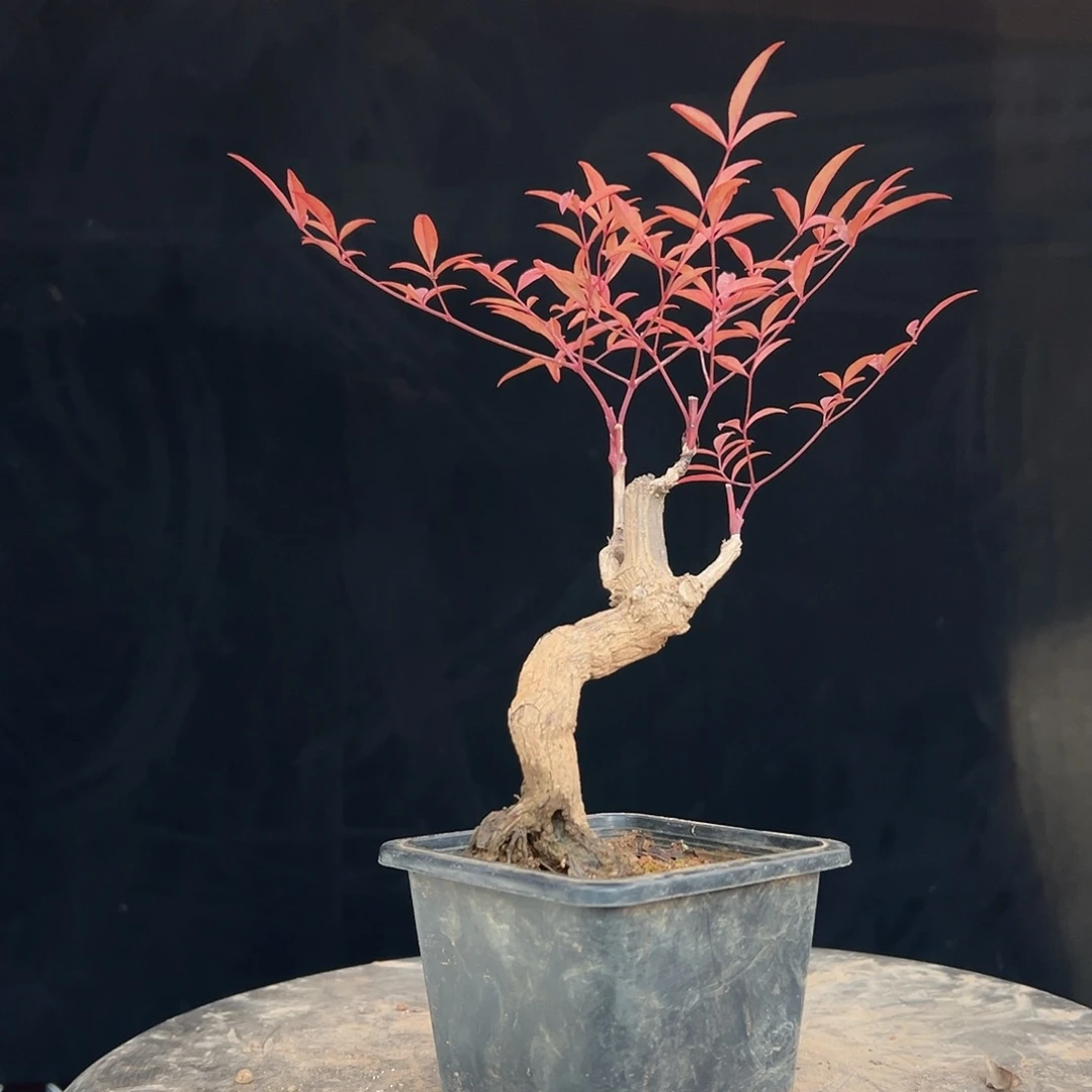 不开花植物333333333333