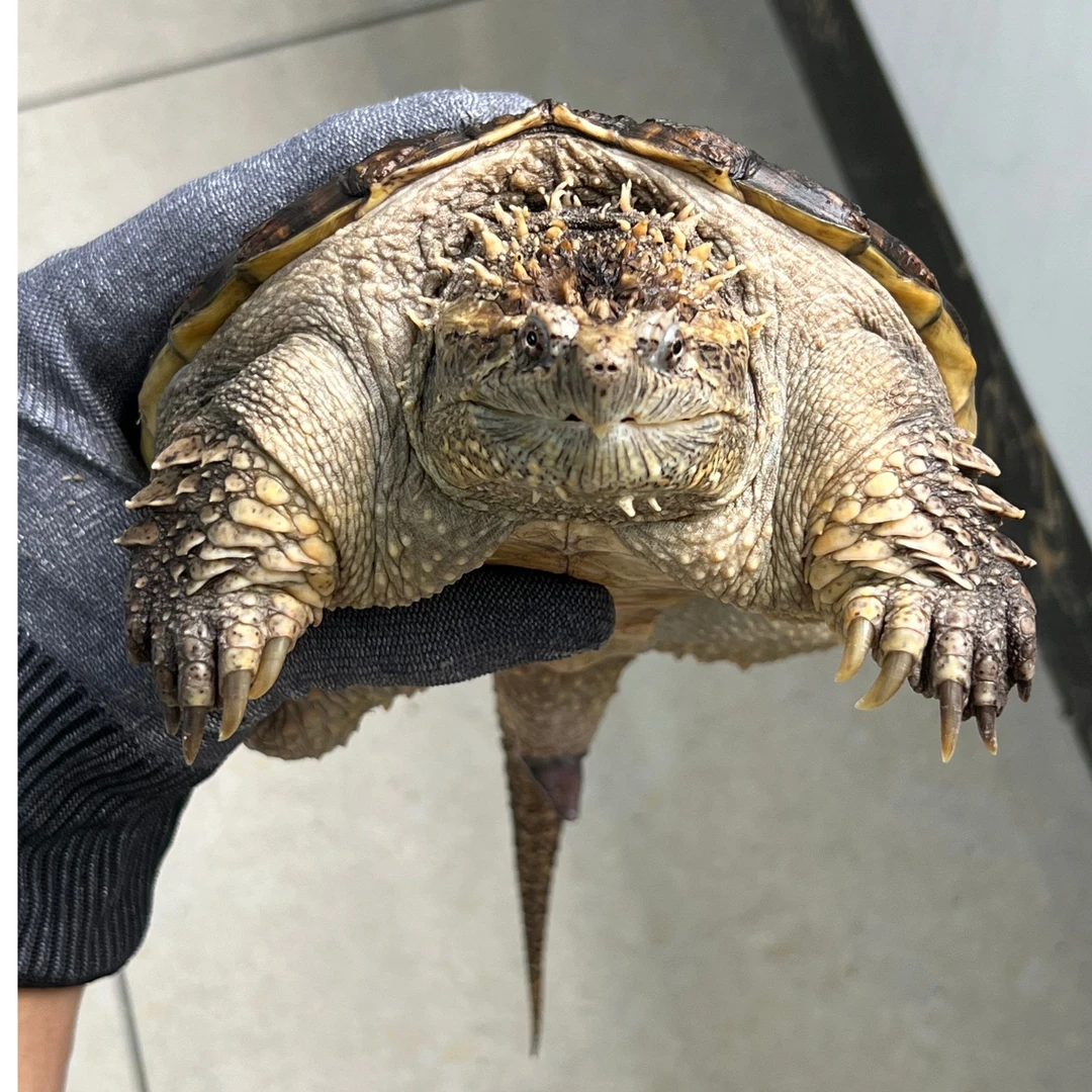 活体世界佛州拟鳄观赏龟