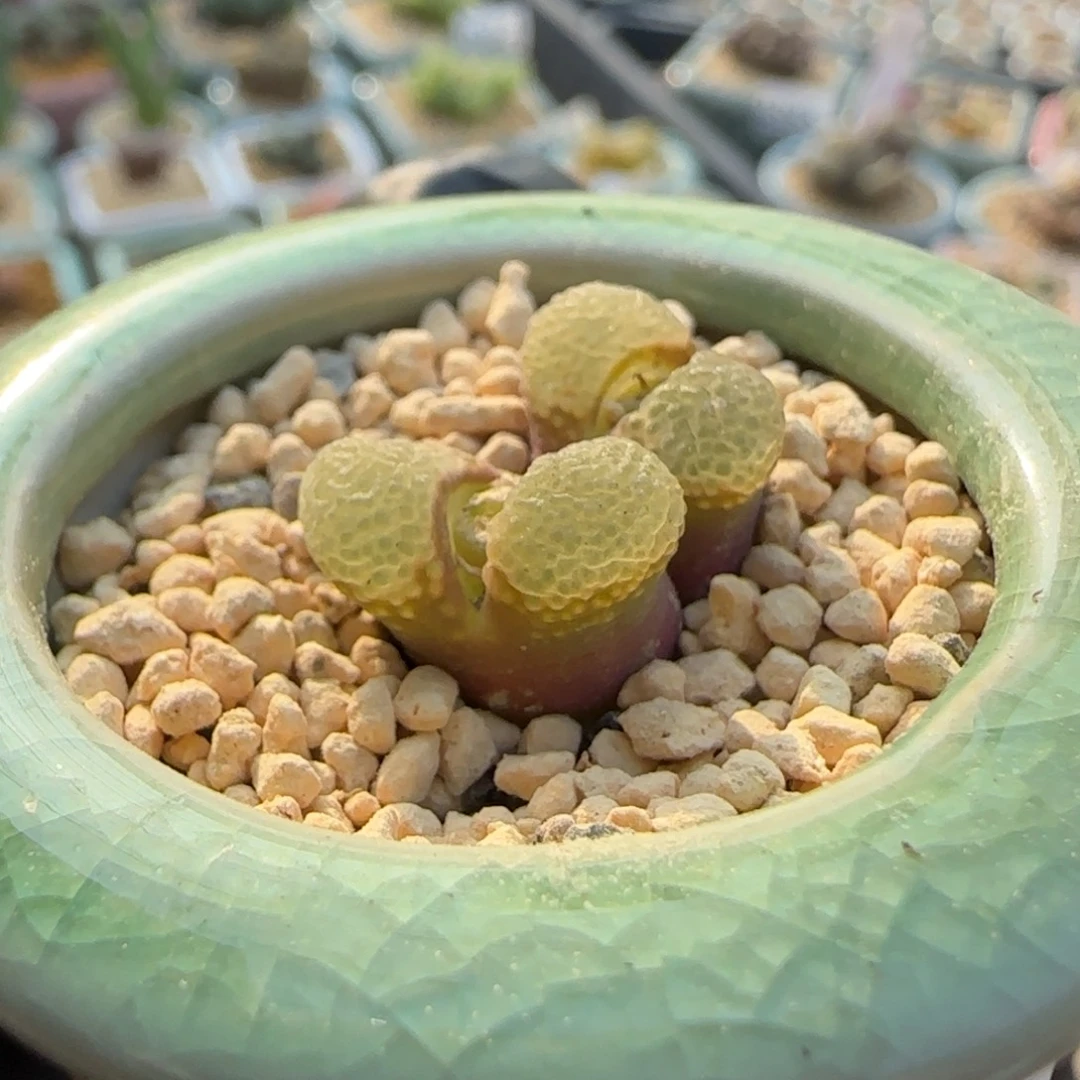 0436-一物一拍 带盆粉樱