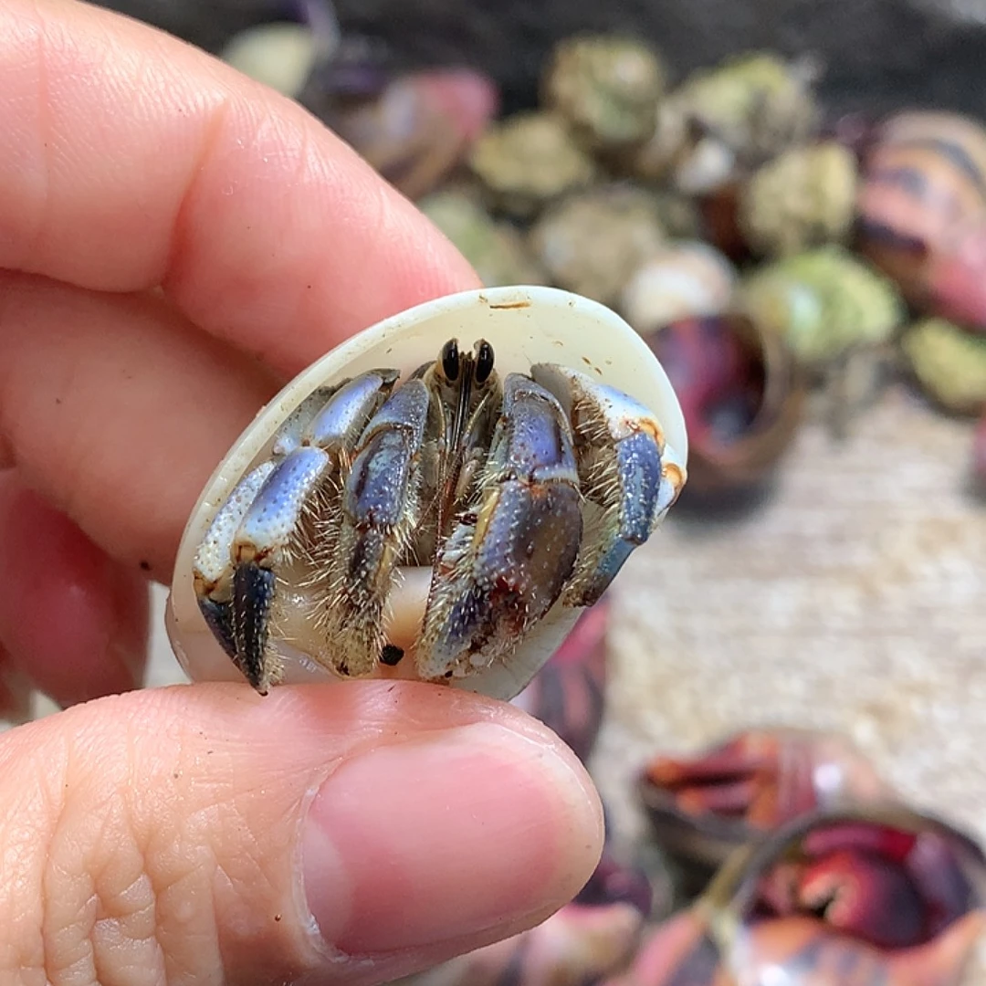 2.0口径奔跑的寄居蟹21号