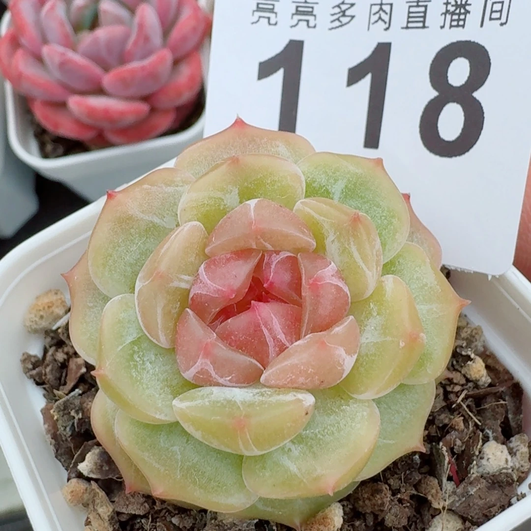 粉色恋人          开播福利