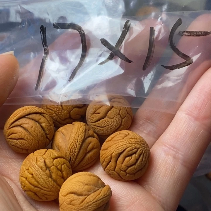 文玩核桃手串秦岭野生龙纹桃核17