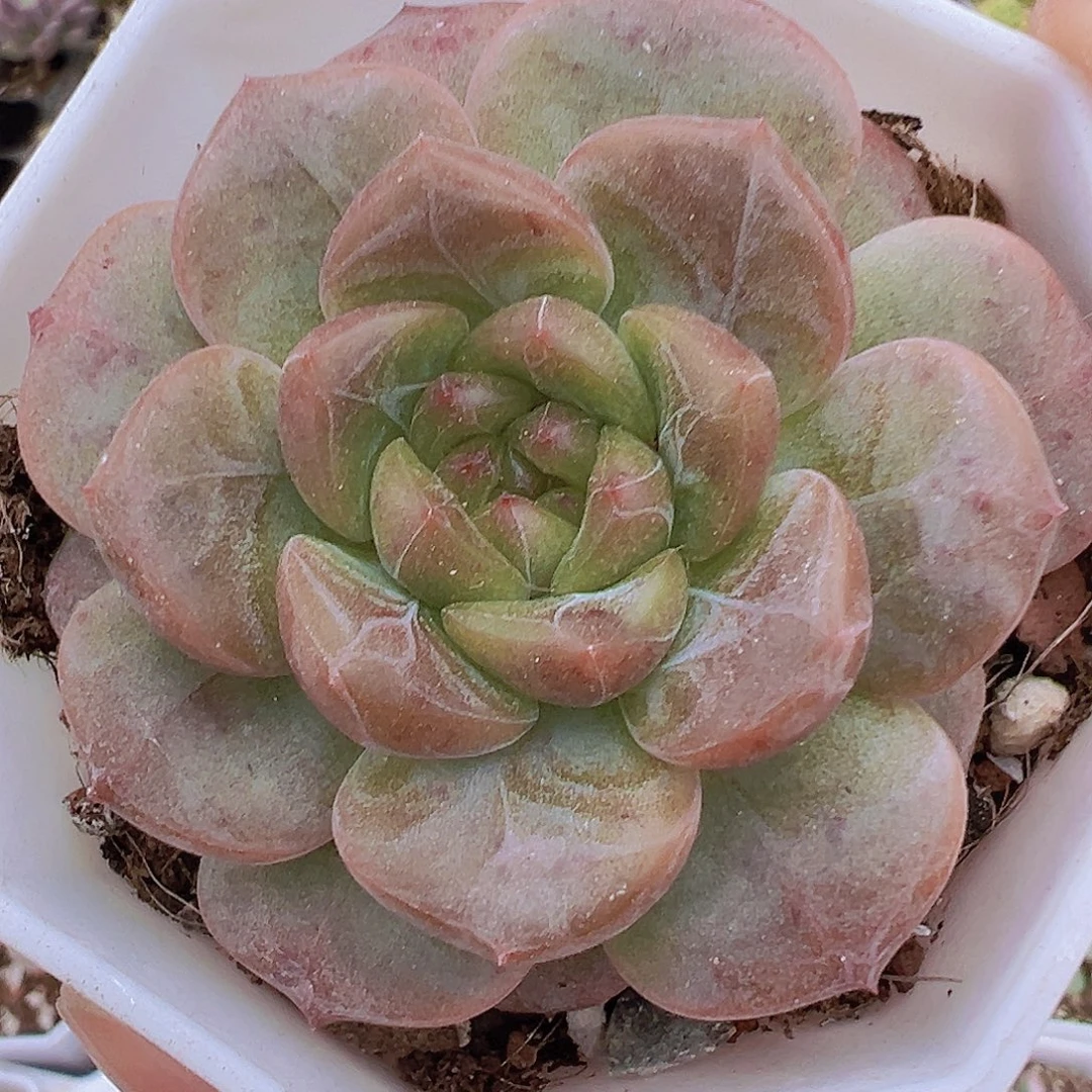 糖葫芦19包邮多肉植物