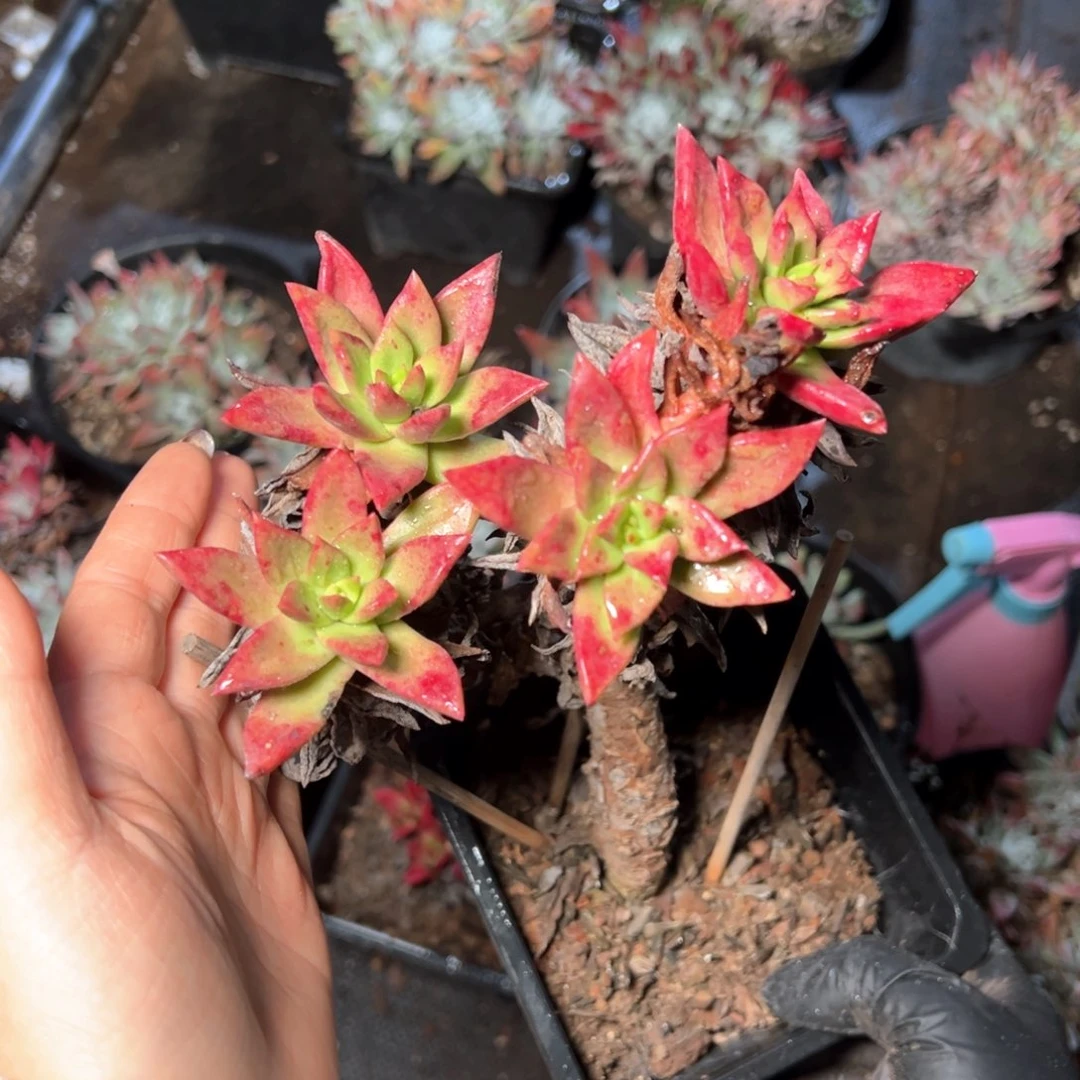 6145绿体苹果叶哈哈哈哈哈