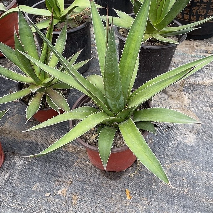 无花朵伽西2467888