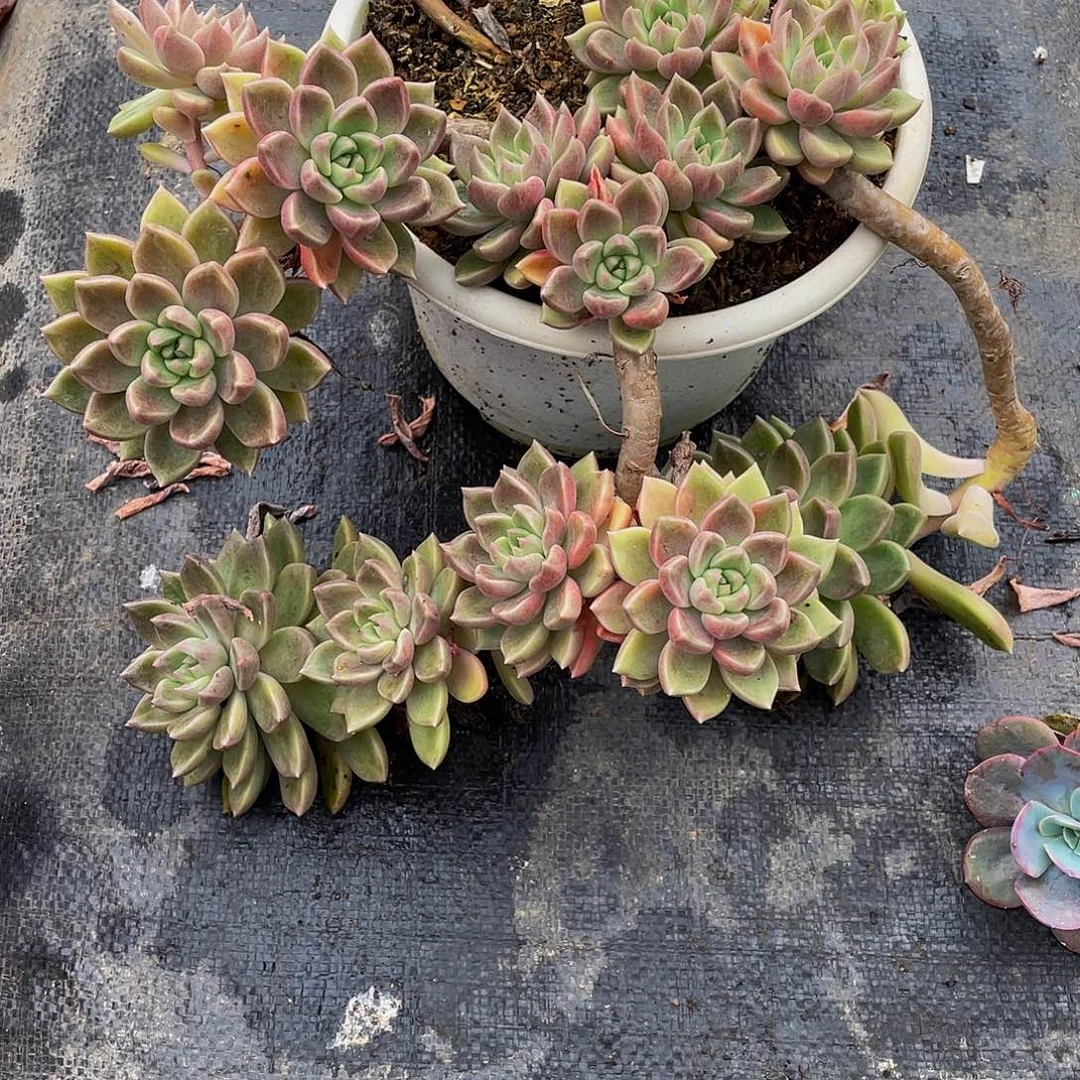 忘***苹璀璨多肉植物中群