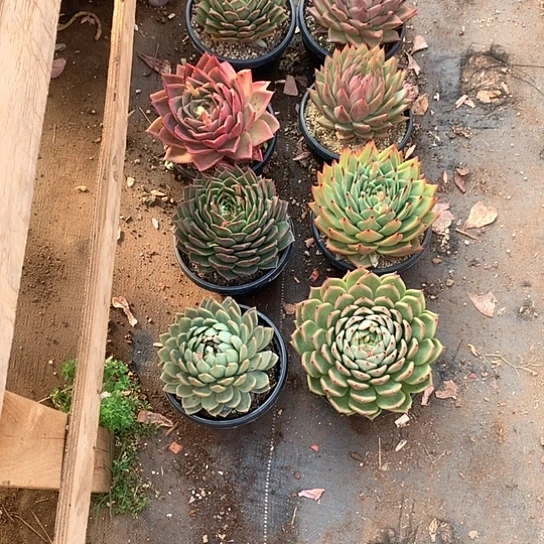 彼*花每日特价活动开始啦