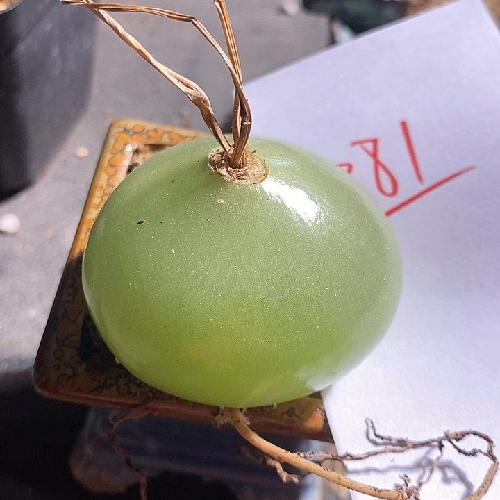 1381。    大苍角殿一颗。