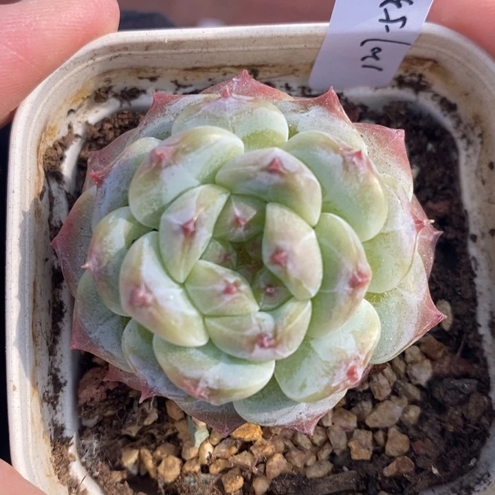 1207-531，冰魄多肉