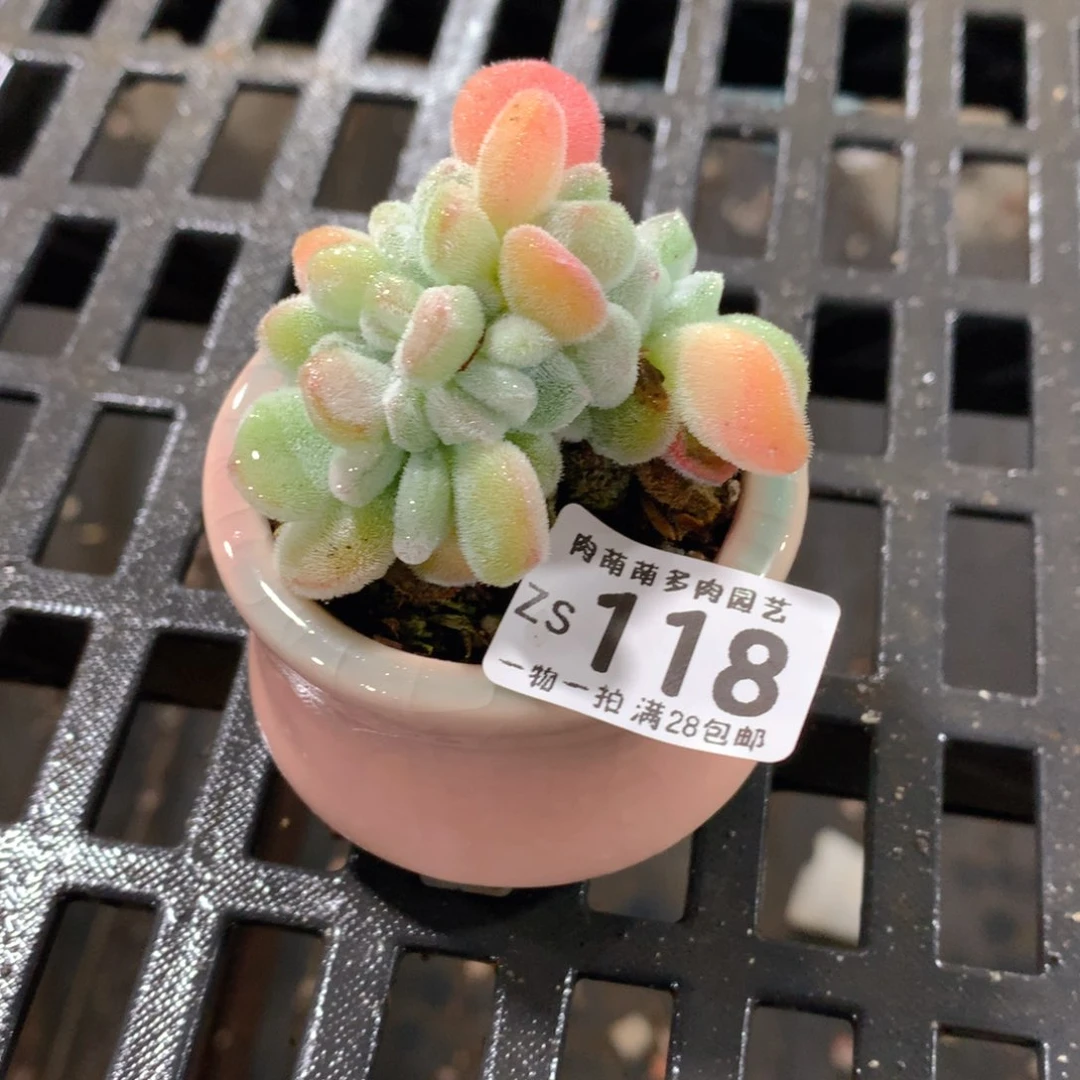 肉萌萌拇指盆精控多肉ZS0118