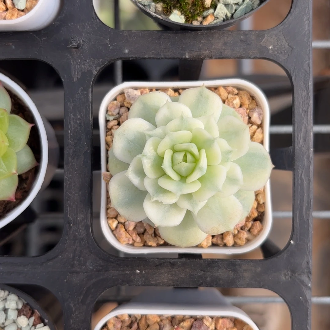 小静夜锦一物一拍