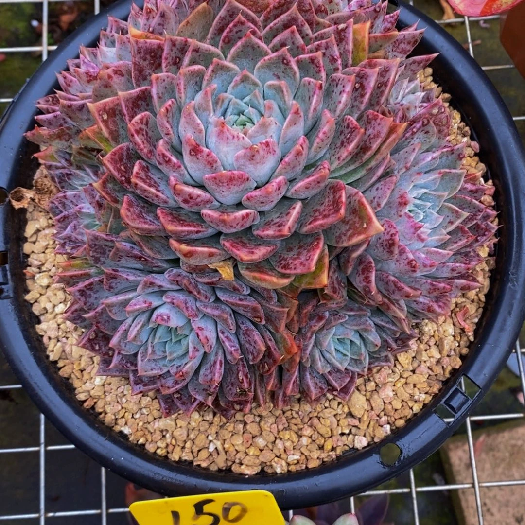 月***。龙文章681。