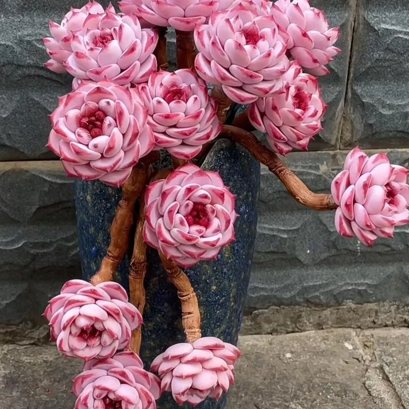 天鹅绒多肉糖心进口整箱组合新款客厅阳台好养活花盆