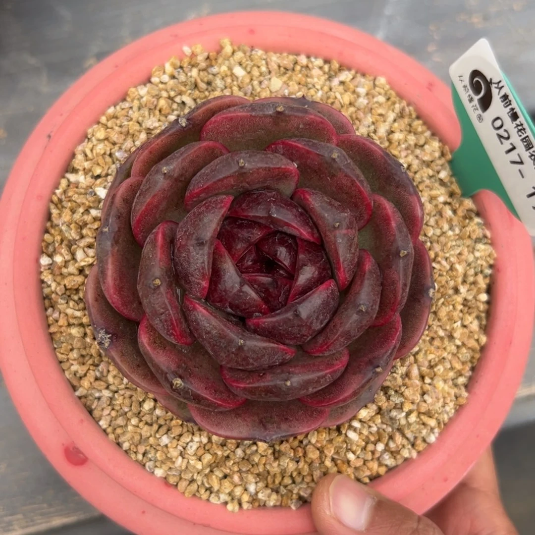 多肉一物一拍0217-199