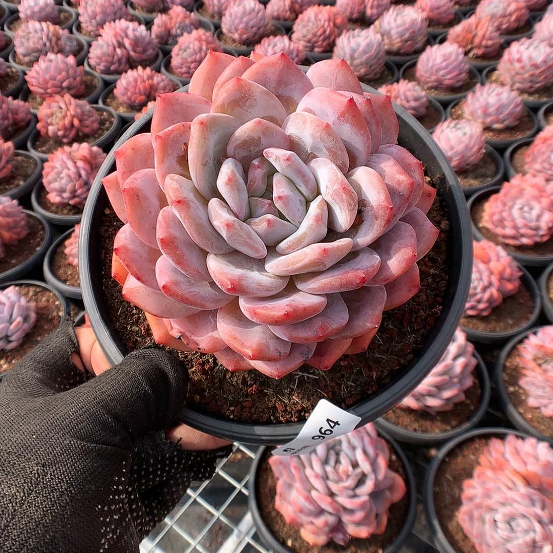 964梦露多肉植物6666